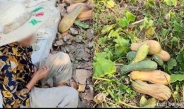 礼县吃瓜网红事件视频播放