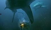鲨 在线观看,深海猎杀在线直播