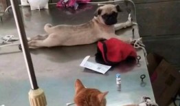 巴哥赤犬爆料视频播放下载,独家下载解析