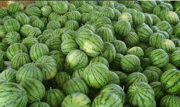 免费吃瓜图片,视觉盛宴来袭，一起探索美食与视觉的完美融合