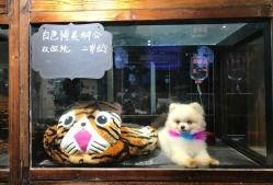 钻石宠物最新爆料视频,神秘视频揭示宠物界新潮流