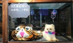 钻石宠物最新爆料视频,神秘视频揭示宠物界新潮流