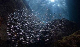 潜入深海 在线观看,揭秘神秘海洋世界