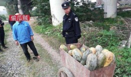 礼县吃瓜网红事件视频播放