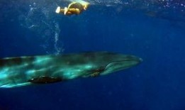 潜入深海 在线观看,揭秘神秘海洋世界