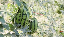 最近四川网红的吃瓜,揭秘幕后真相与网友热议