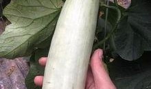 最近四川网红的吃瓜,揭秘幕后真相与网友热议