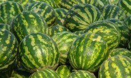 娱乐吃瓜酱新疆,探寻娱乐吃瓜酱的独特风味