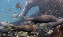 鱼爆料视频大全,揭秘网络热点背后的真相