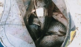 沙坑大鲤鱼爆料视频大全,揭秘幕后真相与精彩瞬间