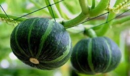 免费吃瓜图片,视觉盛宴来袭，一起探索美食与视觉的完美融合