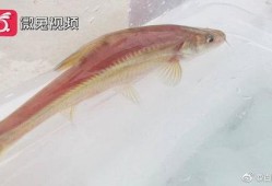 鱼爆料视频大全,揭秘网络热点背后的真相