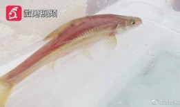 鱼爆料视频大全,揭秘网络热点背后的真相